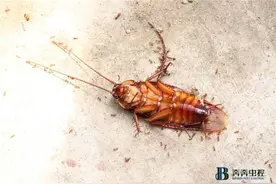 杀蟑螂公司教大家酒店消灭蟑螂的最佳方法图片