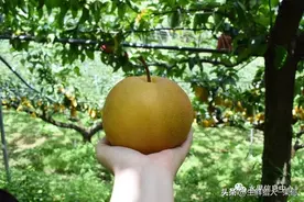 水果界“真假美猴王”，丰水梨、秋月梨，傻傻分不清楚？图片