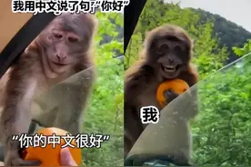 此一时彼一时，外国人用“梗图”吐槽中文难学，看后笑出“鹅叫”图片