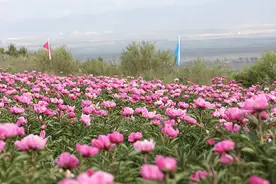 朔州：芍药花开醉游人 繁花秘境添亮色图片