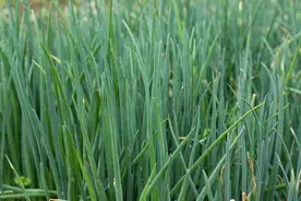 葱叶上的白点是什么？长白点的葱叶还能吃吗？怎样避免葱叶长白点图片