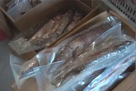 冷水鱼变身“热”产业图片