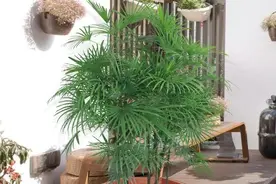 “家养三竹，兴旺人福”，老话不是迷信，是养花经验图片