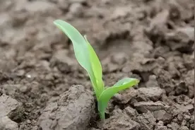 玉米播种过早，其实并不好！什么时间播种？日期看清图片