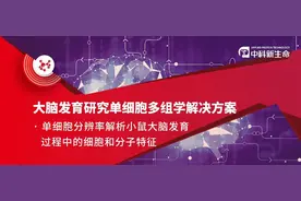 Nature重磅！单细胞转录组助力揭示发育中小鼠大脑的分子结构特征图片