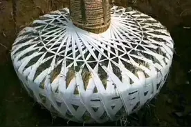 这样做！香樟树移栽成活率高达99%以上图片