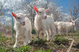 养羊一天喂几次，一次喂多少？科学养羊的三大方法 养殖户快来学习图片