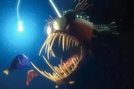 北方海域常见海鱼（9）：深海噩梦——鮟鱇鱼图片