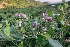 超适合度假、遛娃！可采摘蓝莓、逛主题乐园、住山水民宿......图片