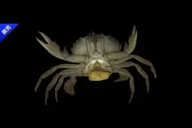 被寄生之后，男螃蟹开始假孕图片