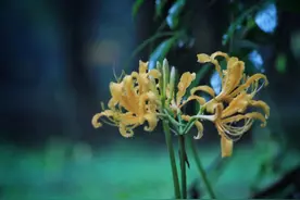 「花卉」彼岸花图片