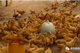 鸡发出呃的叫声是什么原因鸡发出怪叫声怎么解决鸡为什么哼哼唧唧图片