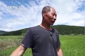 法治在线丨《黑土地保护法》今日正式施行 用法律守护“耕地中的大熊猫”图片