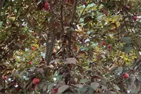 紧急提醒！绍兴路边随处可见，千万别采、更别吃图片