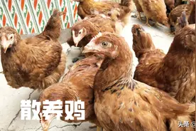 鸡最怕吃什么？我认为这三样最重要，养殖不注意，喂鸡白忙活？图片