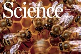 Science封面！“社会蜂”在学习中掌握“舞蹈语言”图片