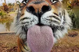 为什么猫科动物的舌头上满是倒刺，被老虎舔一下真的会掉层皮吗？图片