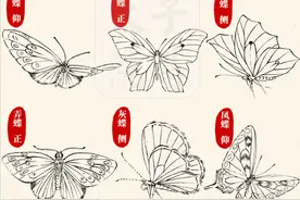 9种常见蝴蝶的画法线稿！合集收藏图片
