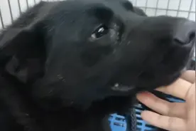 黑龙江：上过狗肉车，脚筋被砍外露，可被伤害的狗狗却仍深爱人类图片