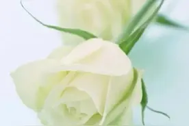 花朵壁纸：白色花朵图片