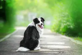 狗是否处于健康状态，看看狗的这些地方一目了然图片