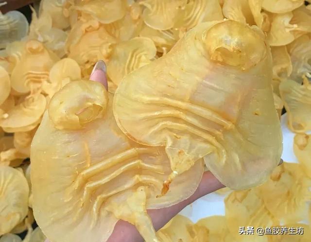 花胶 澳洲 2026年澳洲花胶液有什么好处 花胶 澳洲 2026年澳洲花胶液有什么好处