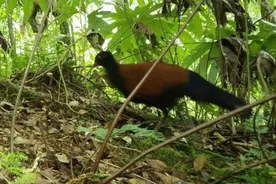 消失140年！黑枕雉鸠重现地球，野生华南虎还有？江西曾发现过？图片