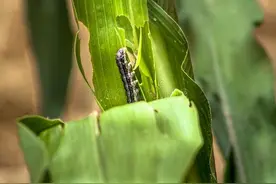 禁烧秸秆惹争议，不烧会增加病虫害的发生，是这样的吗图片