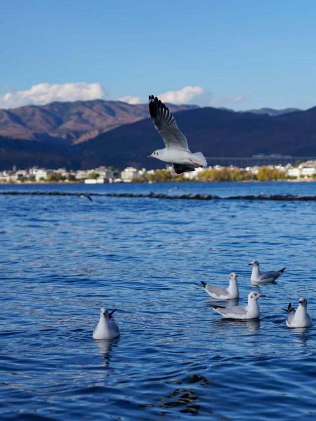 走！去大理观鸥