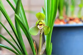 兰花烂根别着急，只要简单“四步”，就能恢复繁茂图片