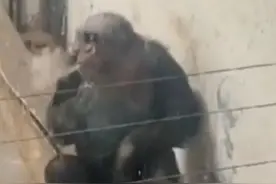 猩猩吸烟很稀奇！最接近人类的猩猩，你可能无法想象！图片