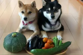 都说狗爱吃肉，但这7种蔬果也是狗的最爱，你有给它吃吗？图片
