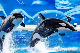 虎鲸的智商是人类的几岁？ 相当于15岁 脑重是猩猩2.5倍图片