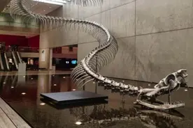 世界上最大的蛇到底有多大？秦岭真的有盘山巨蟒吗？图片