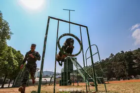 又帅又勇！围观警犬的训练日常图片
