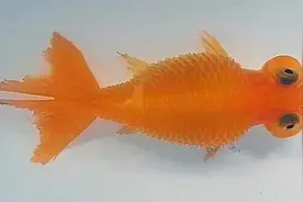 新手养金鱼最容易出现的病——炸鳞病图片