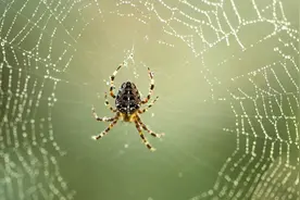 自然说：动物界的建筑大师——蜘蛛图片