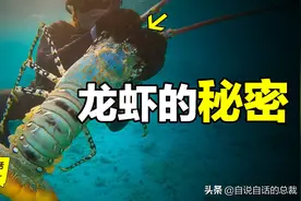 龙虾：从小龙虾到大花龙，我们吃的到底是什么生物？图片