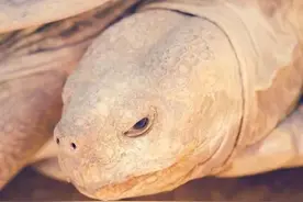 民间故事：水蟒盗鲜鱼，河妖斗蛇龟图片