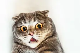 中国人为何不吃猫肉？李时珍已经告诉我们答案，古人早就尝过了图片