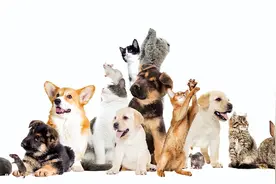 第三届TOPS它博会明天开幕 首发新品为“毛孩子”带来健康护航图片