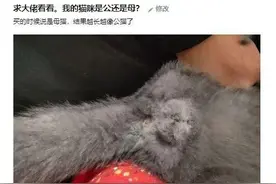猫咪如何分辨公母？很多新手铲屎官都不知道图片
