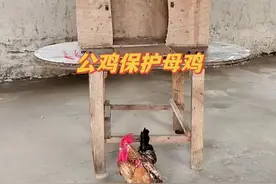 男子把公鸡关在笼子里，母鸡的举动令人意外，网友：感动哭了图片