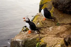 到什么山上唱什么歌图片