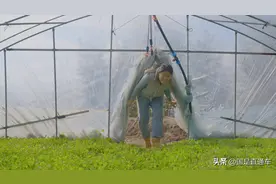 这个住在魔都郊区的90后听障女生，把菜卖进了汤臣一品图片