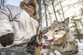 野狼诱杀牧羊犬，只为向牧民复仇？延续千年的人狼之战谁能胜利？图片