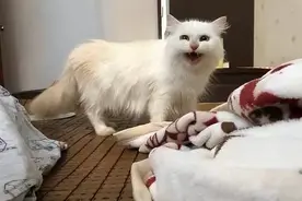 一只猫想要“攻击”主人的4种表现，最后一种要小心了图片