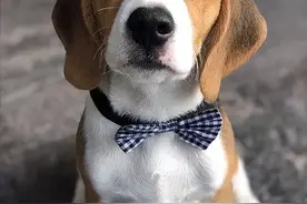 为什么比格犬越来越多人养？因为是金子总会发光图片