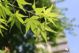 槭树科的「三剑客」 | ​鸡爪槭、红枫、羽毛枫图片