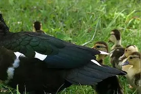 禽医静心谈鸭子扭头转圈是什么病，鸭副粘病毒怎么治疗图片